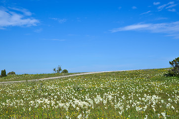 Image showing Bright summer landscape