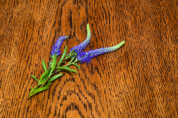 Image showing Spiked Speedwell on a table