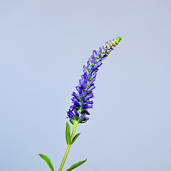 Image showing Single Spiked Speedwell