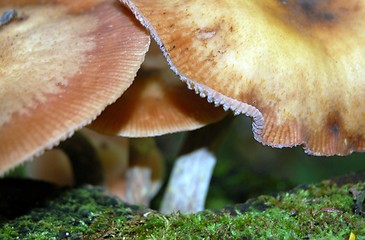 Image showing mushroom