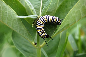 Image showing monarch caterpelier