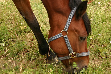 Image showing horse