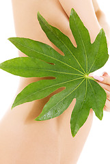 Image showing female torso with green leaf over white