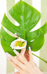 Image showing female hands with green leaf and flower