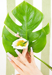 Image showing female hands with green leaf and flower