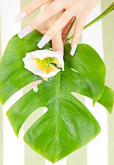 Image showing female hands with green leaf and flower