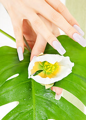 Image showing female hands with green leaf and flower