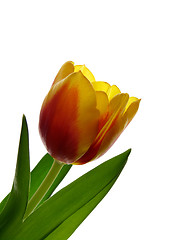 Image showing Tulip