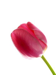 Image showing Tulip