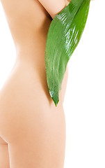 Image showing female torso with green leaf over white