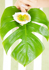 Image showing female hands with green leaf and flower