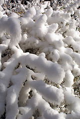 Image showing Snow on the tree