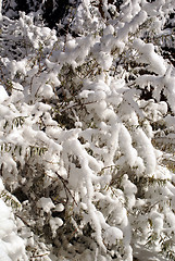 Image showing Snow on the bush