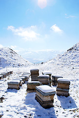 Image showing Apiary on the snow