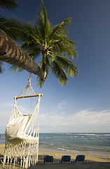 Image showing swing on palm tree