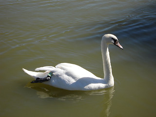 Image showing Swimming Swan