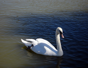 Image showing Swimming Swan