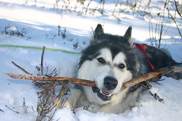 Image showing playing malamute