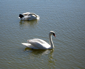 Image showing Swimming Swan