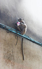 Image showing Monkey on a wall