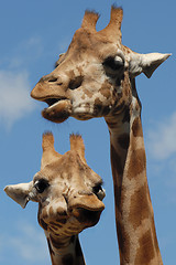 Image showing two giraffes