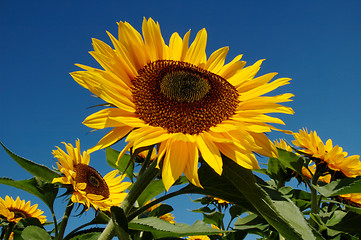 Image showing sunflowers