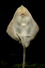 Image showing stingray