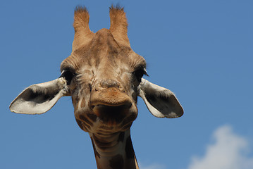 Image showing giraffe