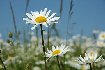 Image showing Field of daisy's