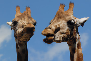 Image showing Two giraffes