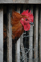 Image showing Rooster