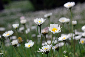 Image showing Field of daisy's