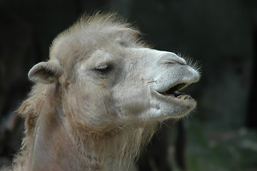 Image showing Camel a.k.a. dromedary