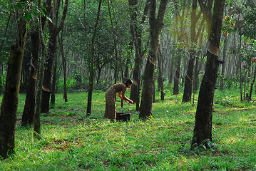 Image showing latex plantation