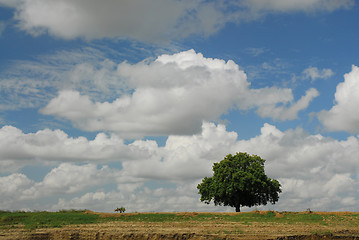 Image showing Lonely tree