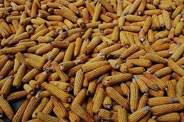 Image showing Place full of corncobs