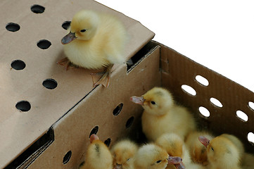 Image showing Ducklings in a box