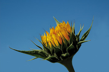 Image showing Sunflower but