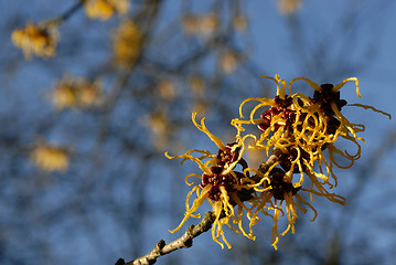 Image showing Witch-hazel