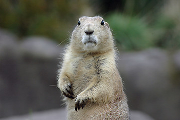 Image showing Prairiedog 1