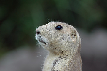 Image showing Prairiedog 2