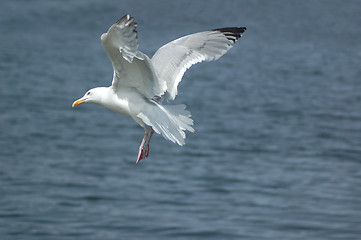 Image showing Seagull