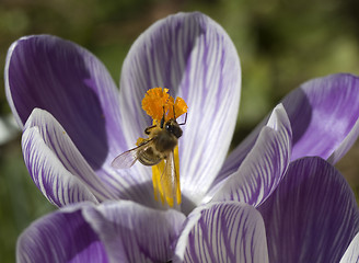 Image showing bee