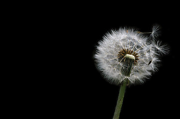Image showing Dandelion with fluffy seed