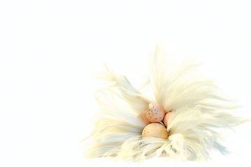 Image showing Eastereggs in fluffy feathers