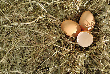 Image showing eggs in hay