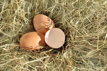 Image showing three eggs in the hay 2