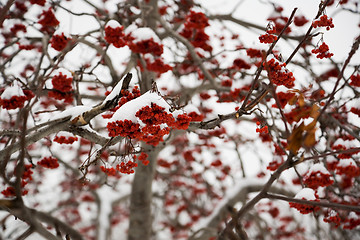 Image showing Ashberry under snow