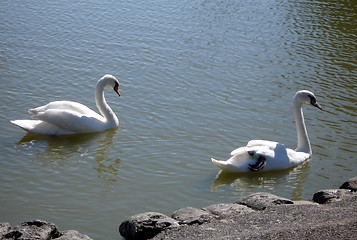 Image showing Swimming Swan
