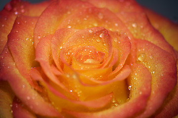 Image showing Dewy rose